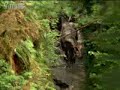 The smell of prey - walking with dinosaurs - bbc - youtube