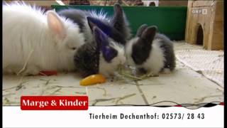 Tierzuliebe - Tierheim Dechanthof 2012-04-15