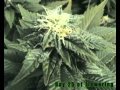 My indoor cannabis garden. 4x White Widow, at day 16, 25 and 31 of flowering.