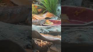 Blue Tongue, Skink