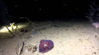 Stubby Squid Rossia Pacifica