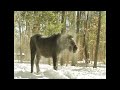 Horses Making Snow Angels