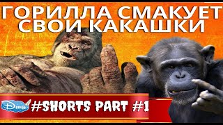 Горилла Смакует Свои Какашки / Смак Пальчики Оближешь / Zoo Moscow #Shorts