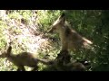 The Fox family