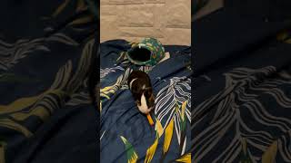 Guinea Pig Fifi Hunts The Carrot One Of The Best Pets For Kids Funny Guinea Pig