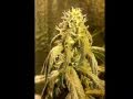marijuana nutrients/fertilizer for beginners