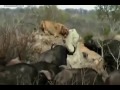 Group of Buffalo kills lion