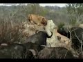 Group of Buffalo kills lion