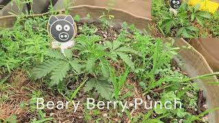 Day 21 Training - Beary Berry Punch And Kiwi Lime 1 Testers Crosses