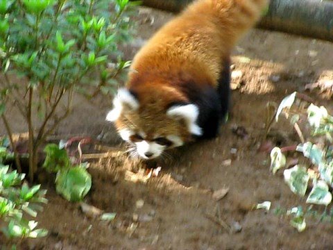 レッサーパンダ風太ジュニア