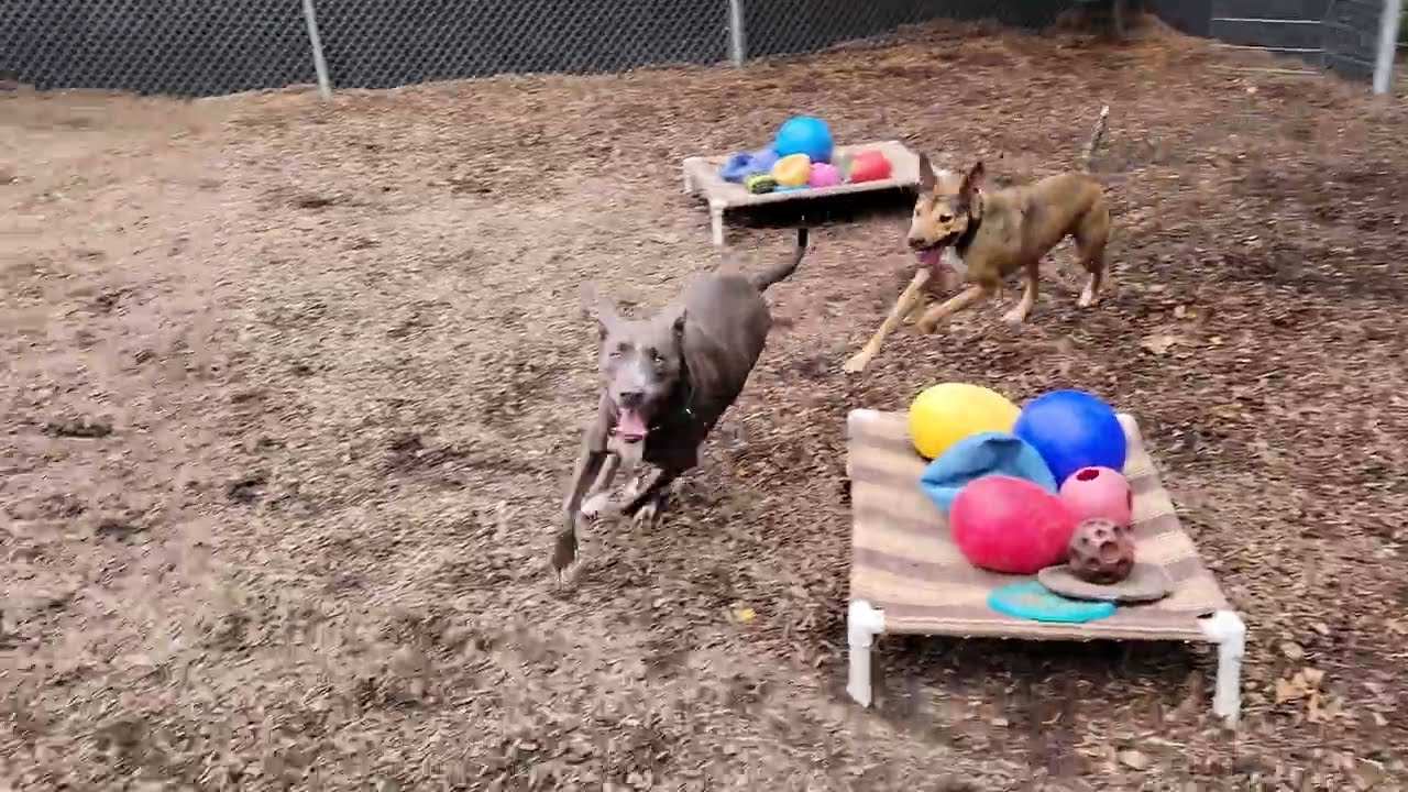 Adoptable Dogs