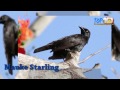 stream 10 Animale Cunoscute Numai De La Un 10 Animale Cunoscute Numai De La Un Singur image
