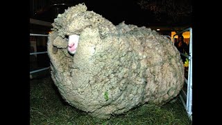 Tuesday Taco 6 sheep