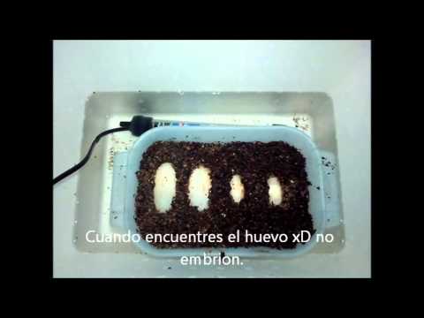 INCUBAR HUEVO TORTUGA TIERRA incubar huevo tortuga tierra: