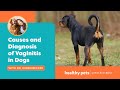 Dr. Becker: Causes and Diagnosis of Vaginitis in Dogs