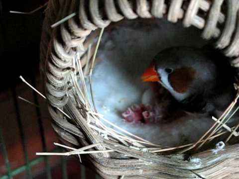 tlc923 - Feeding Baby Finches