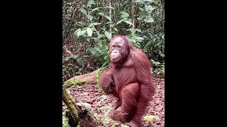 Orangutan Sitting. Chill.