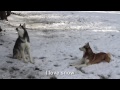 2 SIBERIAN HUSKIES TALK ABOUT THE SNOW!