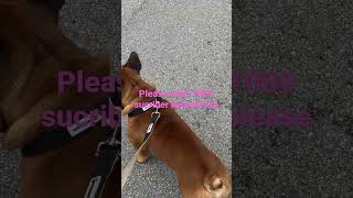 Walking With Romeo And Jullea