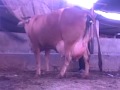 parturition