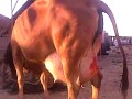 parturition