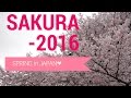 SAKURA 2016 spring in JAPAN