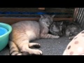 2010.8.24.サブが熱中症?.MOV
