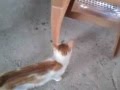 Sakso'cu kedi !! :)
