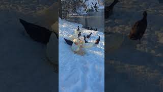 Ducks In The Winter Ducks In The Winter