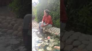 Nilüfer çiçeği yetiştirme - nilüfer havuzu - nilüfer yetiştirme