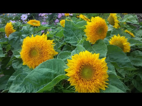 Cách cắt tỉa chăm sóc hoa hướng dương để hoa luôn nở rực rỡ suốt mùa hè | schwarz nguyen garden