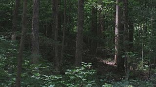 Joseph Smith Lecture 1 The First Vision And Its Aftermath Truman G. Madsen