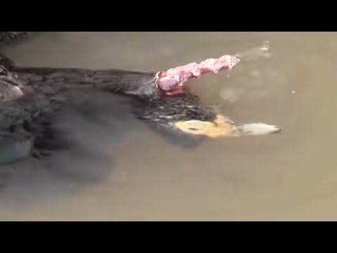Piranha Devours a Duck