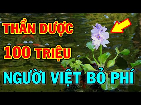 Bị 5 Bệnh Này ĐỪNG TỐN TIỀN ĐI BỆNH VIỆN, Cứ ĂN BÈO TÂY Theo Cách Này Là Sẽ Khỏi Hẳn