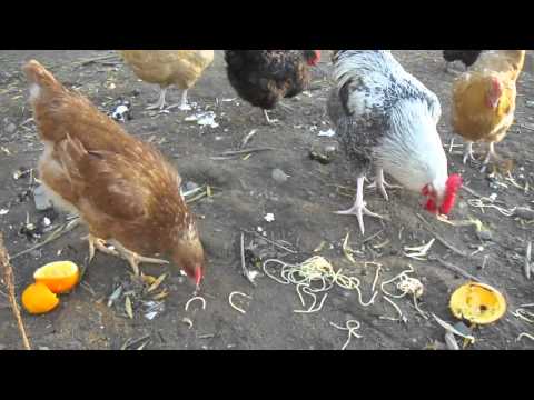 Farm Fresh vs. Store Bought Eggs!