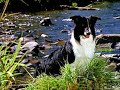 Yeap, I love My Dog too!