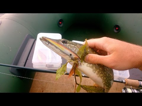 как ловить щуку в кувшинках как ловить щуку в кувшинках