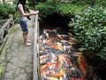 Tsuwano 鯉の米屋の鯉(津和野)