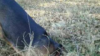 Watch Digger Lucky video