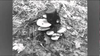 Watch Foetus Fin video