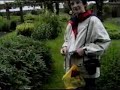 Title:Kew Gardens UK Description:The Royal Botanical Gardens started in the 1841 as a private garden, but is now open to the public is just outside of London and a must see for gardens lovers.<br /><br />Filmed in VHS-C NTSC format<br />Filmed in June of 1999<br />Music The Blue Danube by Johann Strauss