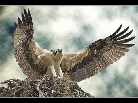 Animals-earth Wmv