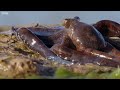 Extraordinary Ocus Takes To Land Hunt Bbc Earth images Extraordinary Ocus Takes To Land Hunt Bbc Earth