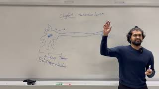 2025-2026 Mcat General Biology, Chapter 4- The Nervous System Part 1