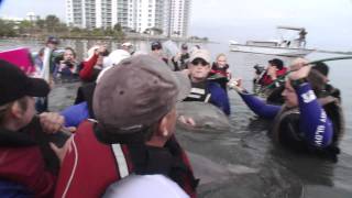 See Winter | Clearwater Marine Aquarium Coupons | Dolphin Rescue