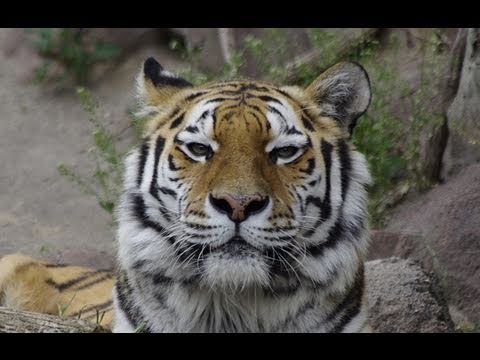 円山動物園のアムールトラ~ Amur Tiger