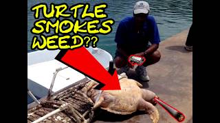 Turtle discovers wEEd - Funny vids of reddit today (January 13)