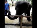 Dancing Baby Elephant plays harmonica
