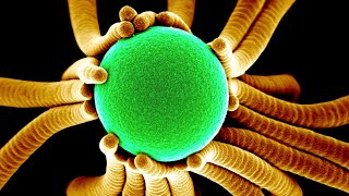 Жизнь С Бактериями. Микромир