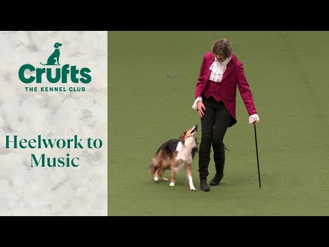 Heelwork To Music Part 1 | Crufts 2024